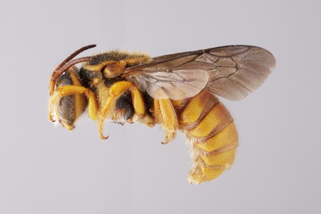 [Eoanthidium male (lateral/side view) thumbnail]
